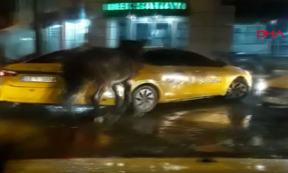 Yine hayvanlara işkence: Seyir halindeki taksiye at bağladılar