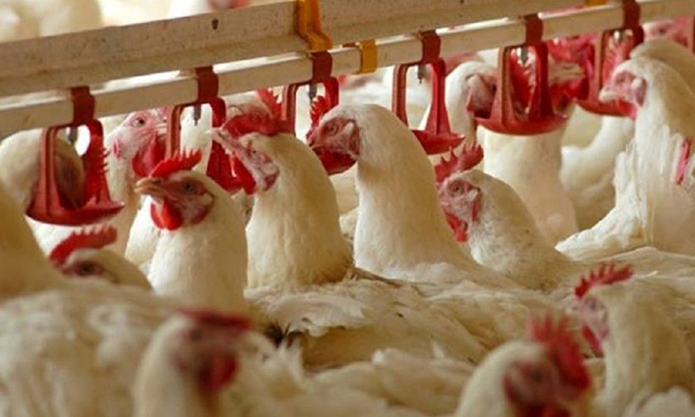 Koronavirüs iflasları başladı! 6 büyük tavuk şirketi iflas bayrağını çekti…
