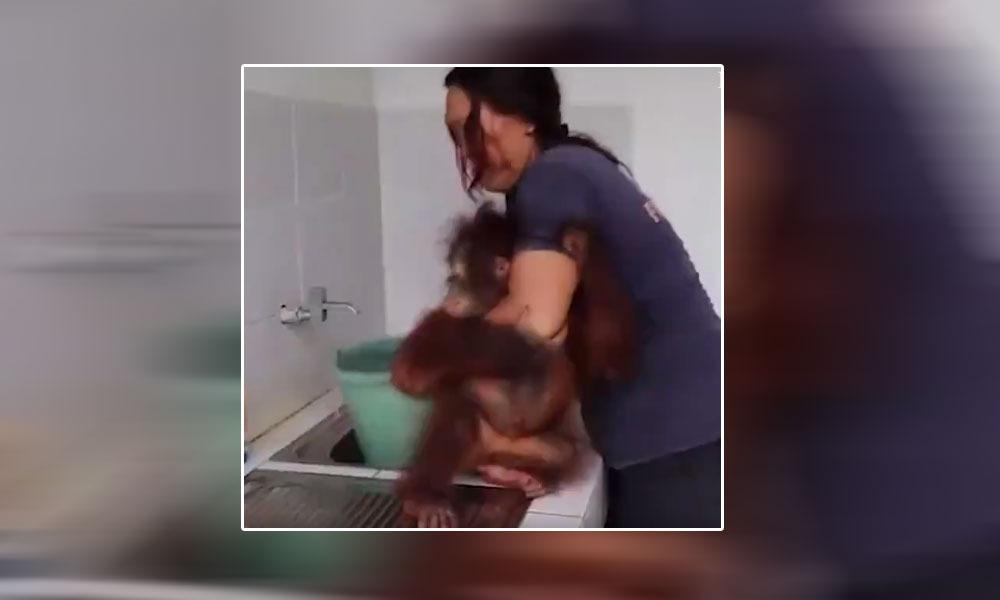 Yavru orangutanın banyo keyfi