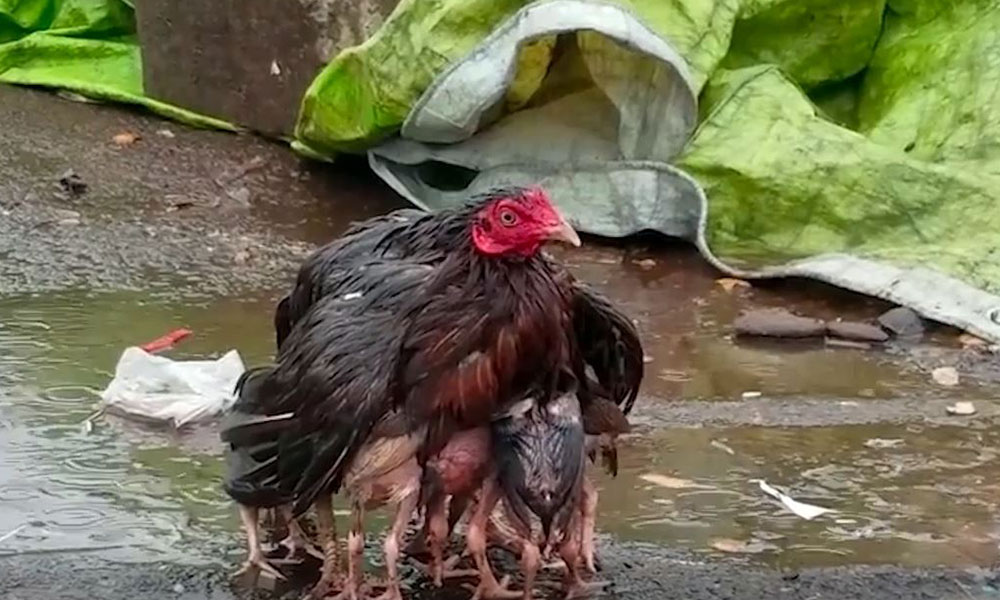 Yavrularını yağmurdan koruyan anne tavuk