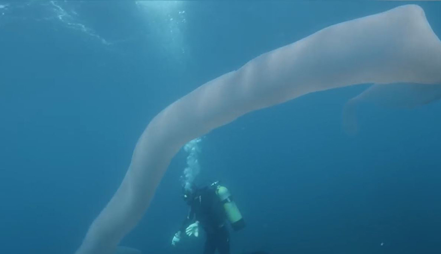 8 metre uzunluğundaki deniz canlısından ilk görüntü