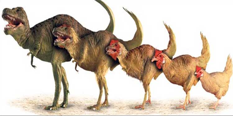 Milyon yıllık evrim 60 yıla sığdı: Tavuk tanınmaz hale geldi