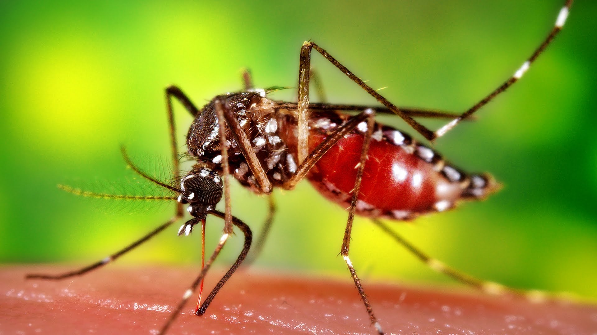 ABD’de genetiği değiştirilmiş 750 milyon sivrisinek doğaya salınıyor!