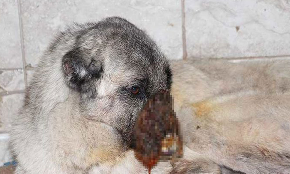 Osmaniye’de köpeğe işkence: Kezzap döküldü, kulakları kesildi