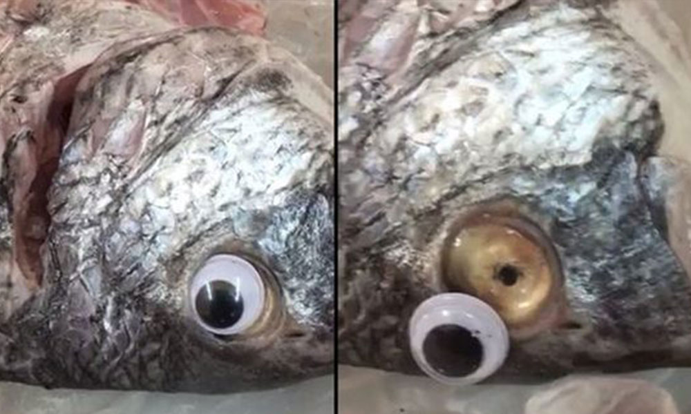 Balığın da sahtesi yapıldı: Taze gözüksün diye göz taktılar
