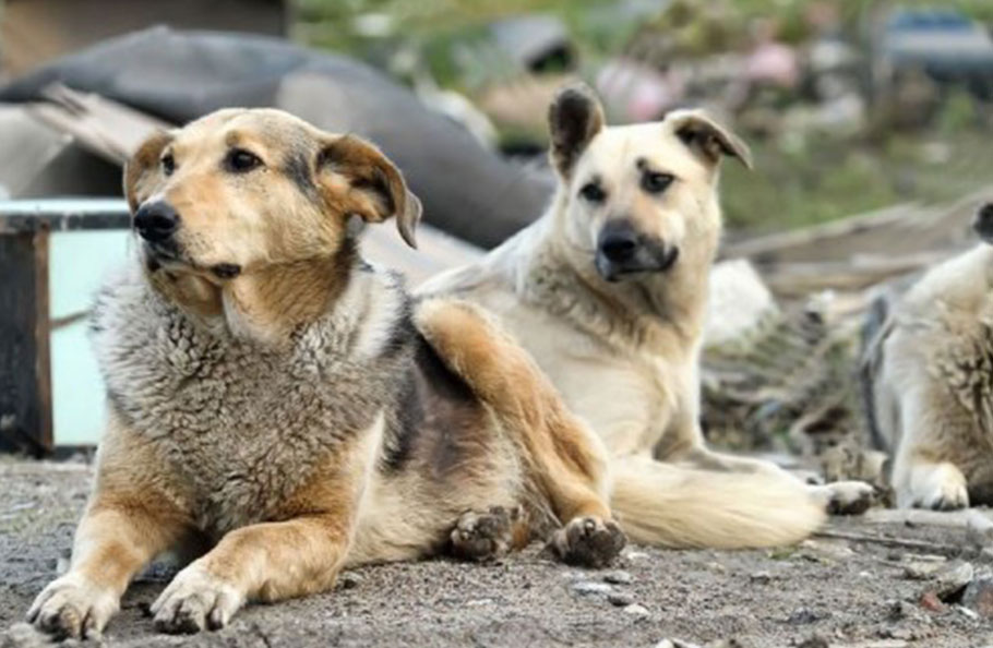 Yeni Şafak’tan sokak köpeklerine: Dehşet saçan canavarlar