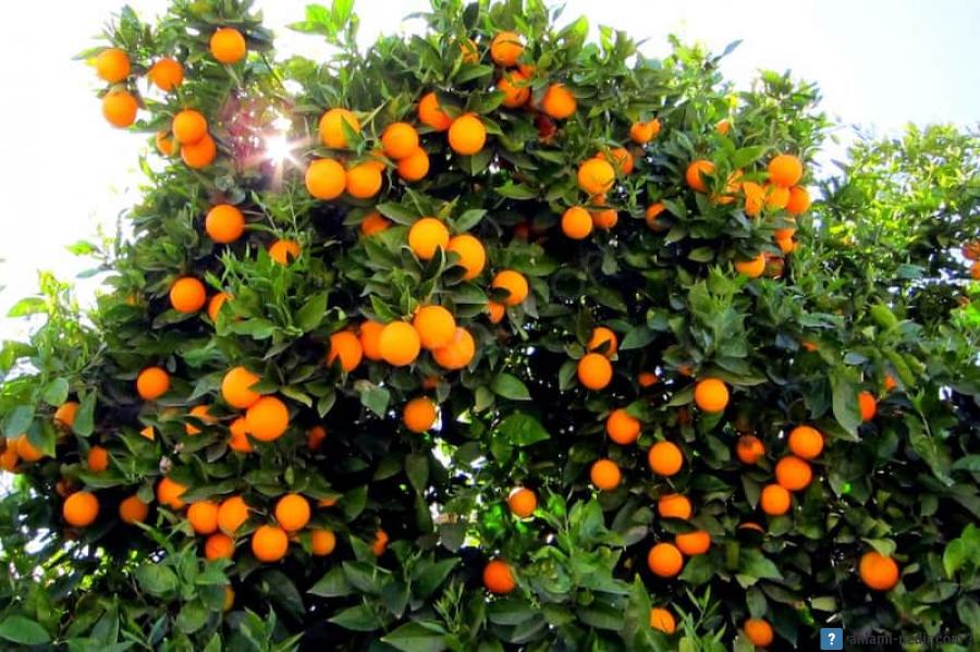 Bahçeden 2 portakal alan işçiler 20 gündür gözaltında