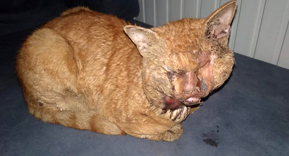 Antalya’da kediye işkence: Naylonu eritip gözlerine damlattılar