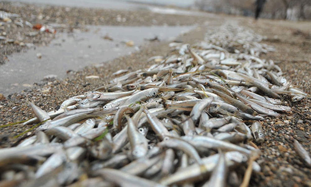 Sahile yüzlerce ölü gümüş balığı vurdu