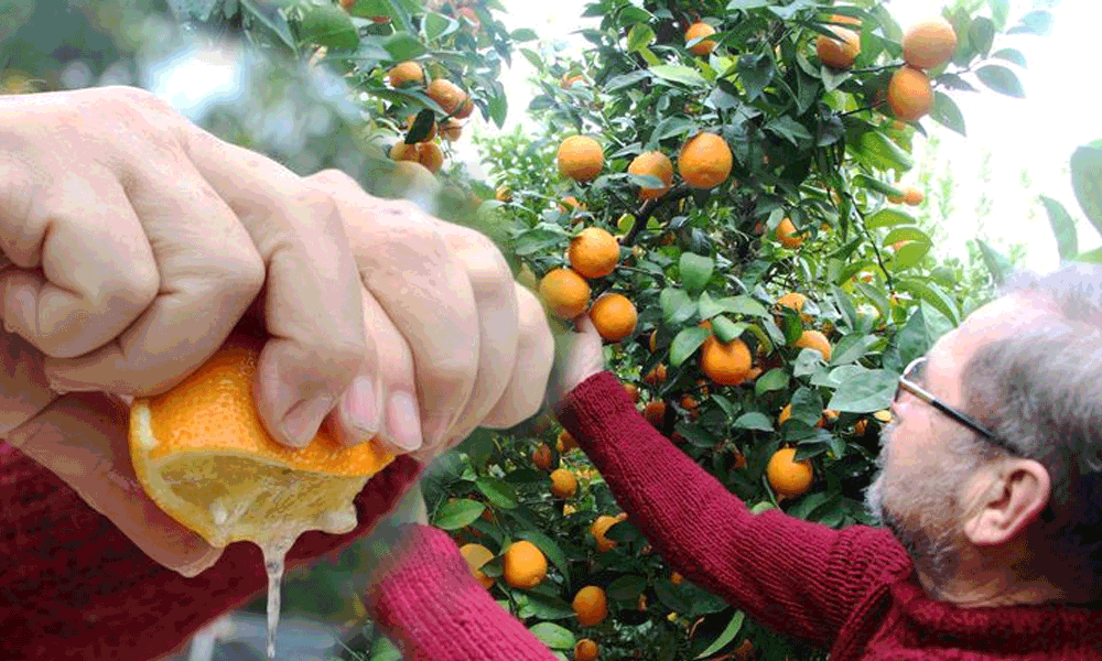 Kabuğu portakal, içi limon