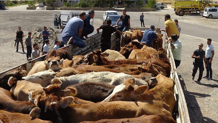 ‘Devletin dağıttığı hayvanlar veba salgınına’ neden oldu iddiası