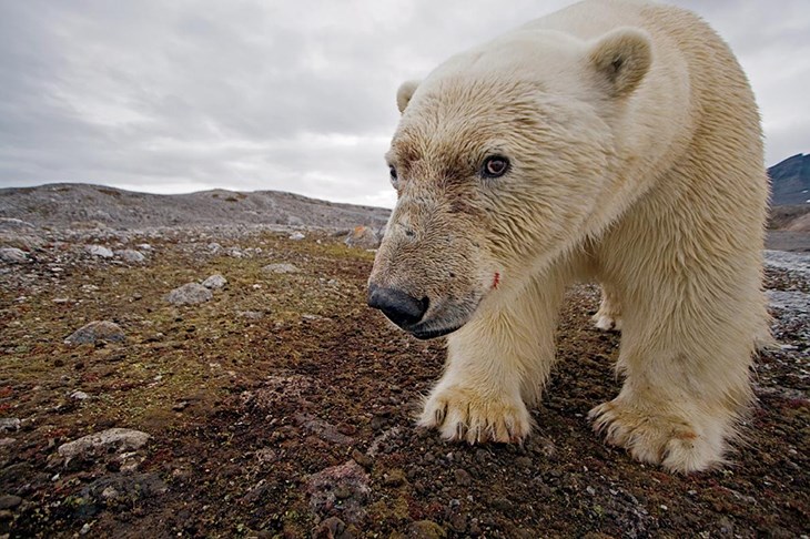 Kutup ayıları köy bastı, bölgede OHAL ilan edildi!