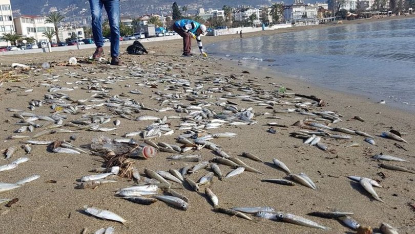 Alanya’da ölen binlerce balık sahile vurdu!