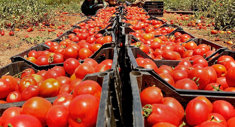 Rusya 60 ton domatesi Türkiye’ye geri gönderdi! Gerekçe: Canlı larva var