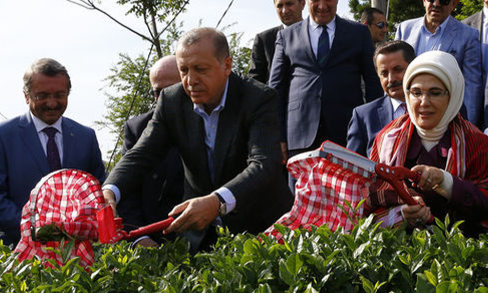 ‘Erdoğan, Atatürk’ün Rize’deki çay mücadelesini hiç okumamış!