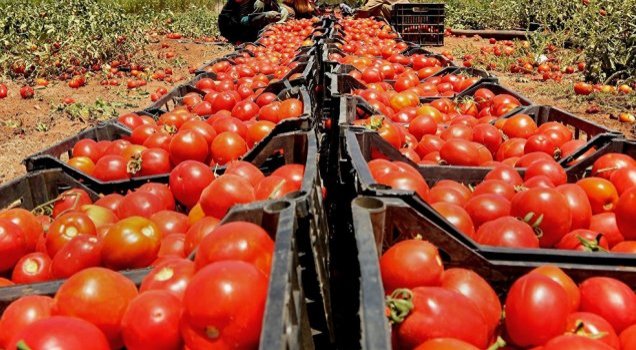 Rusya’dan sonra Ukrayna da domatesleri iade etti: Sağlığa zararlı madde içeriyor