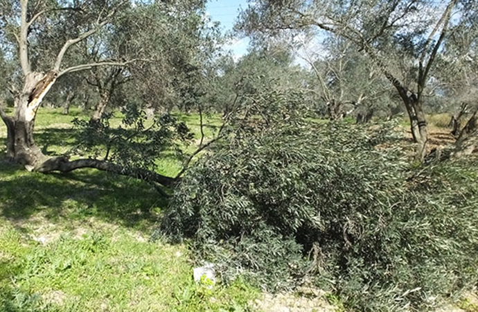 Fırtına ağaçları kökünden söktü, seralar zarar gördü