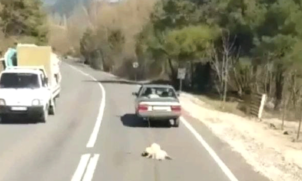 Köpeği otomobilin arkasına bağlayıp, kilometrelerce sürüklediler