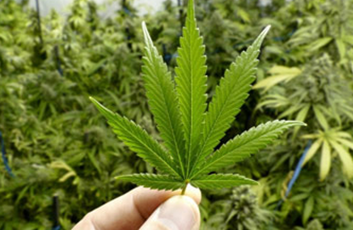 ‘Marihuana sağlığa iyi geliyor’