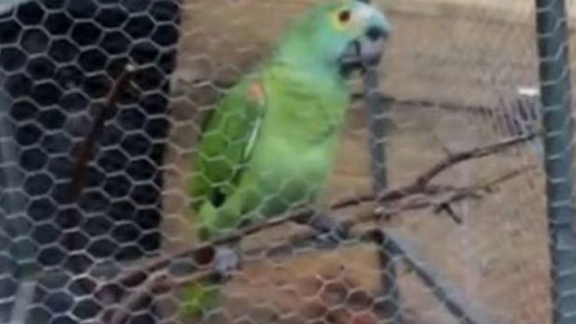Gözaltına alınan papağan ‘susma hakkını’ kullandı