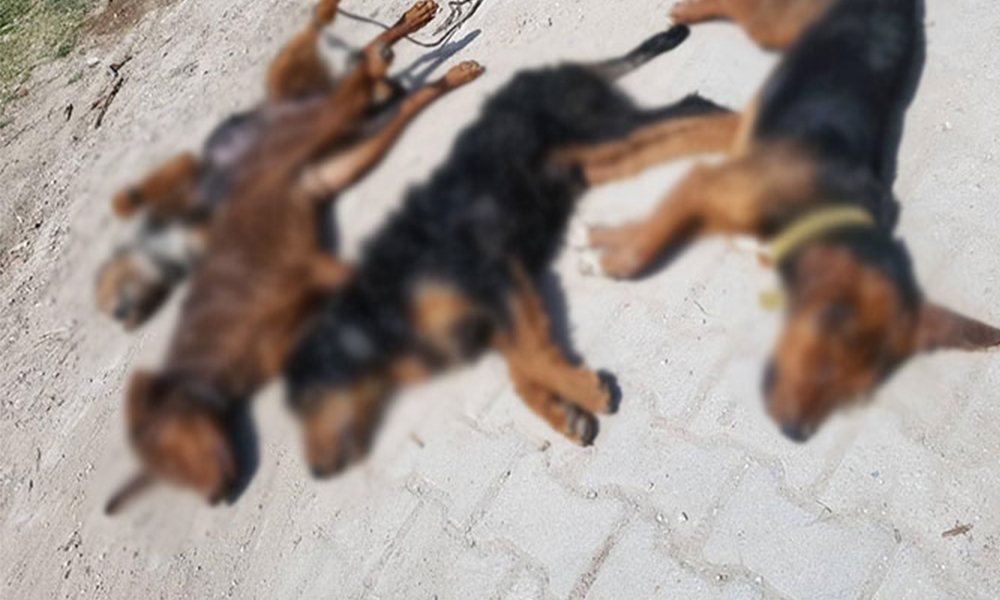 Ankara’dan sonra Kütahya’da da köpek katliamı