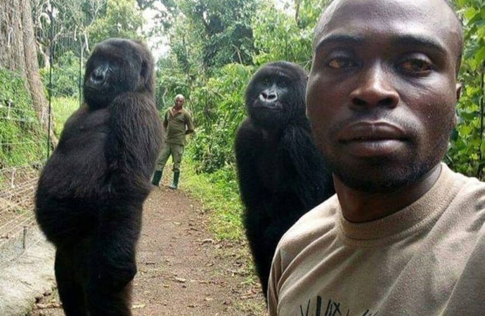 Goriller, muhafızlarla selfie çektirdi