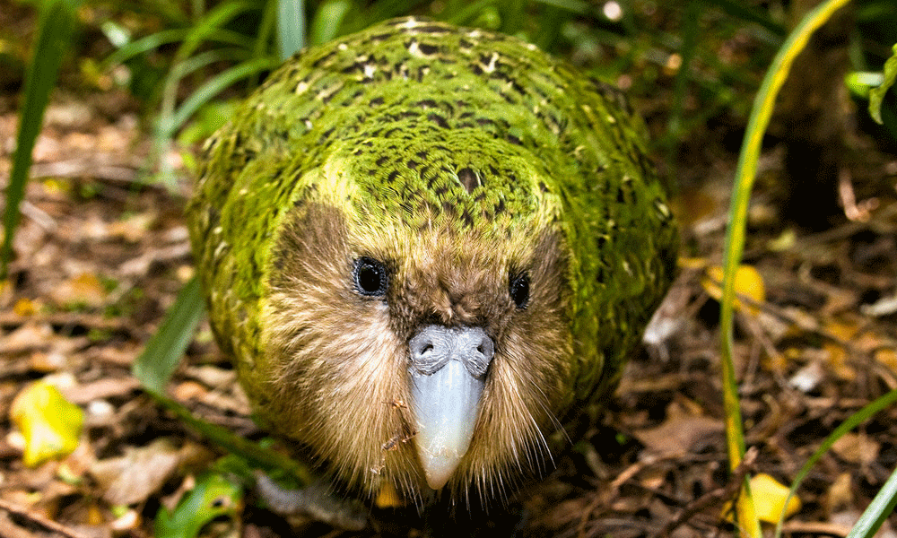Yavru kakapo ile dünyada ilk gerçekleştirildi!