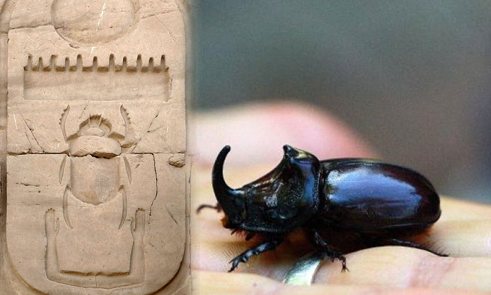 Eski Mısır’ın ‘kutsal’ böceği Bingöl’de çıktı