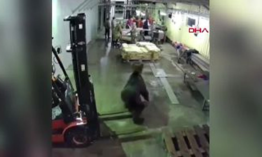 Fabrikaya dalan ayı ortalığı birbirine kattı… İşçilerin panik dolu anı kamerada