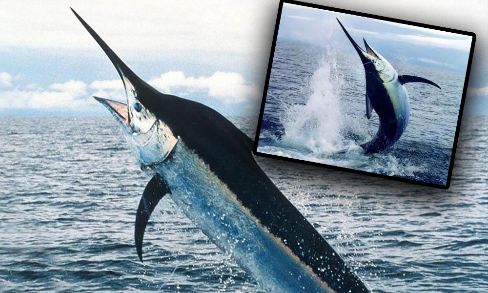 Dünyanın en hızlı deniz canlısı ‘mavi yelken balığı’ Antalya’da görüldü