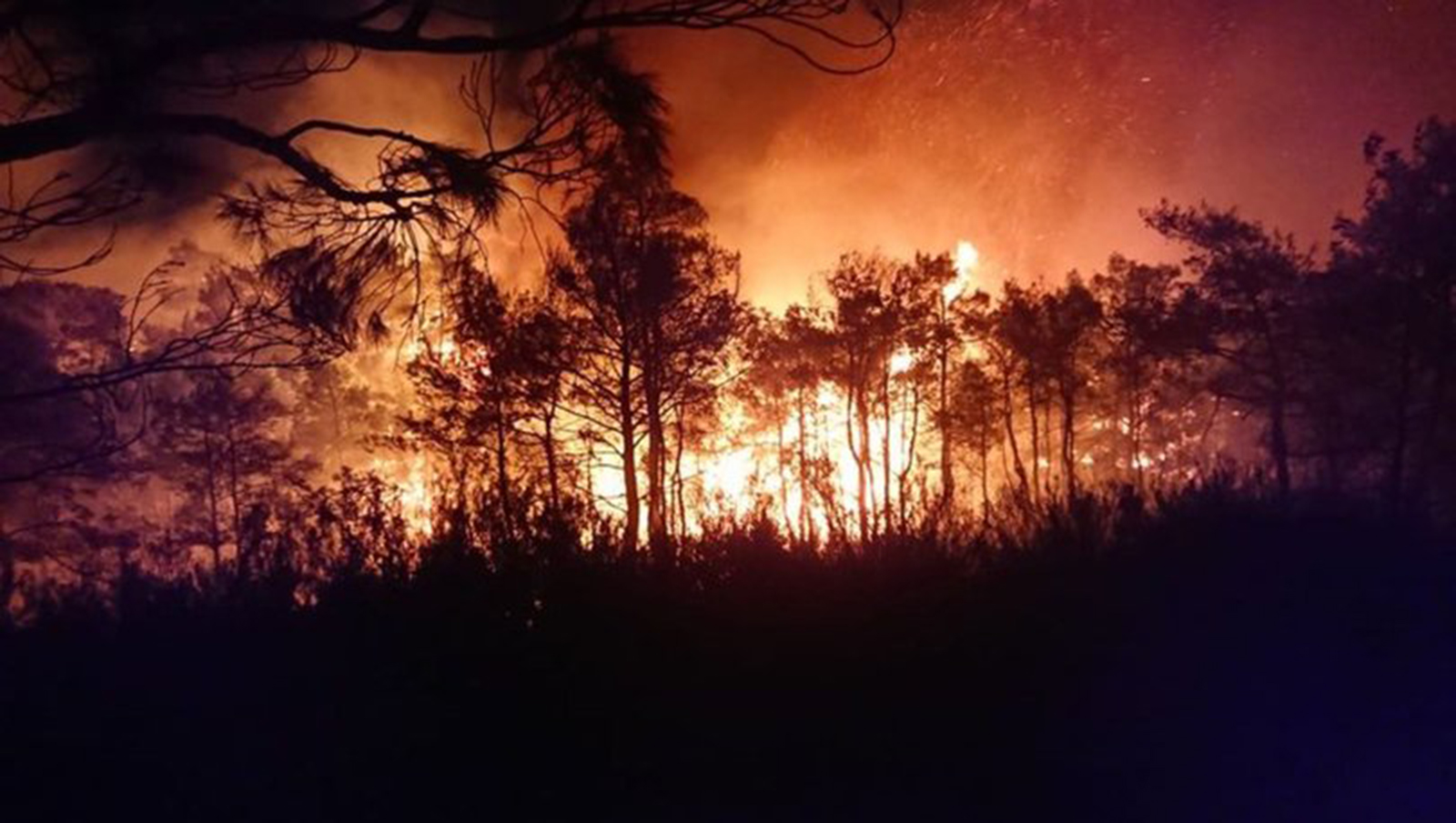 İzmir Urla’da orman yangını
