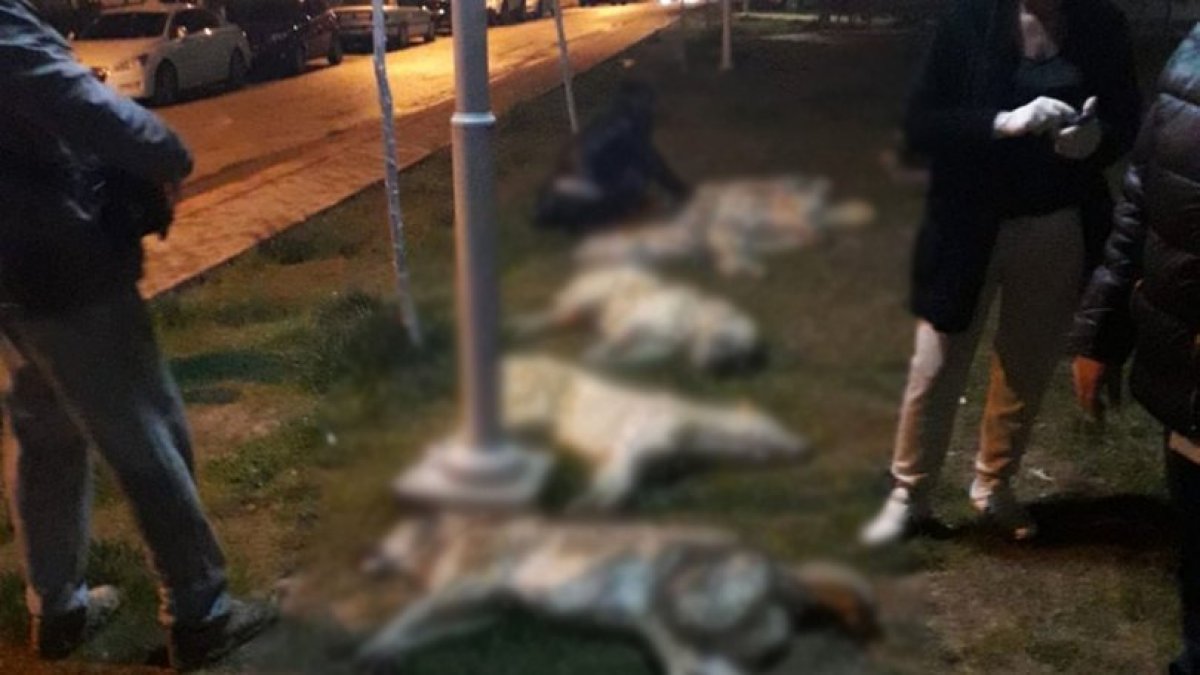 Ankara’da 16 sokak köpeğinin katledilmesine ilişkin davada yeni gelişme