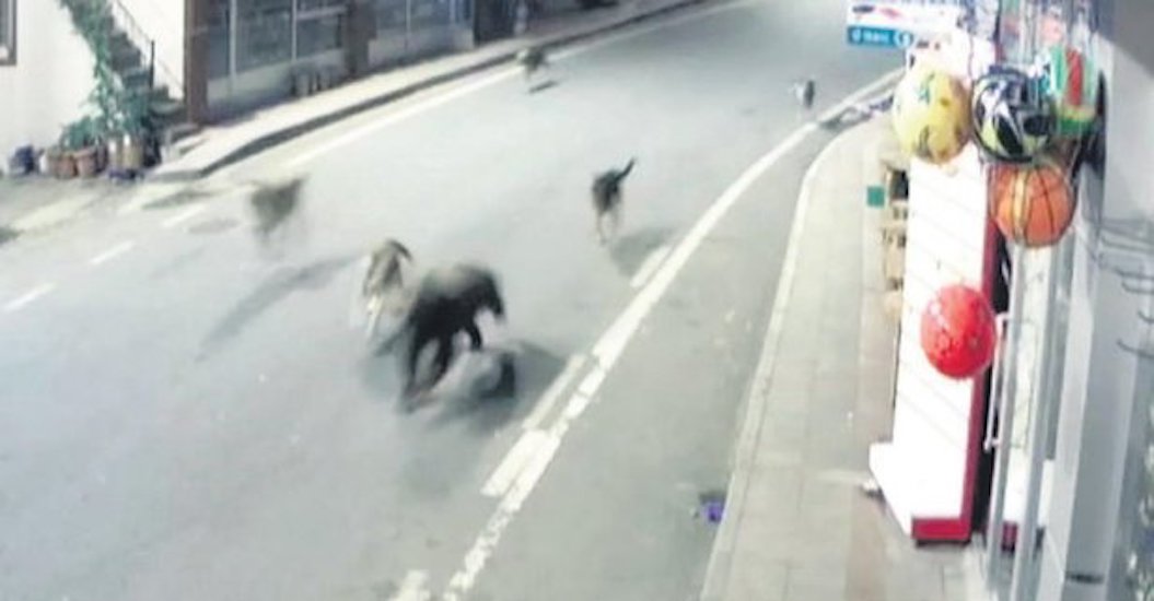 Sokak köpekleri, ilçe merkezine inen ayıyı kovaladı