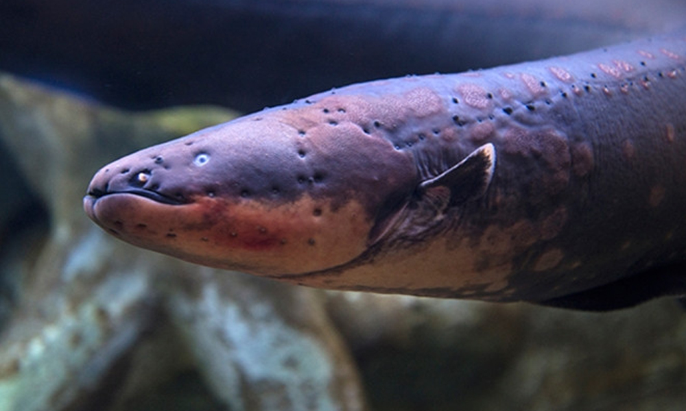 Dünyanın en güçlü elektrikli yılan balığı bulundu