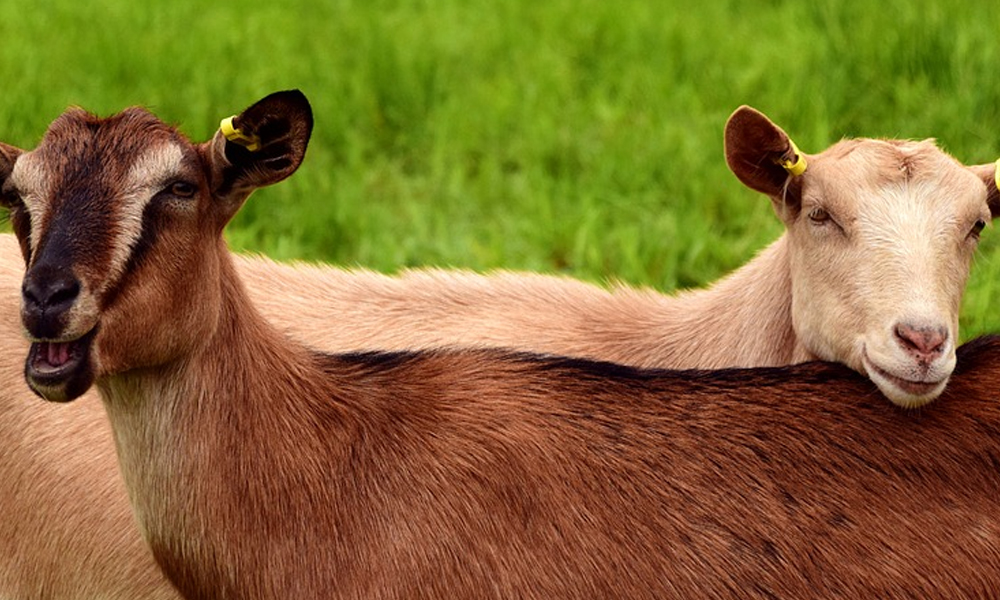 Fidan ekili alanda otlayan iki keçi gözaltına alındı