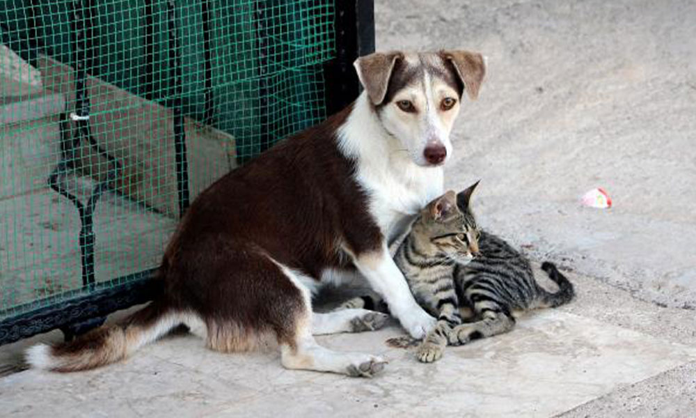 Kedi ve köpekleri zehirleyen doktora ‘mala zarar vermek’ten beş yıl hapis
