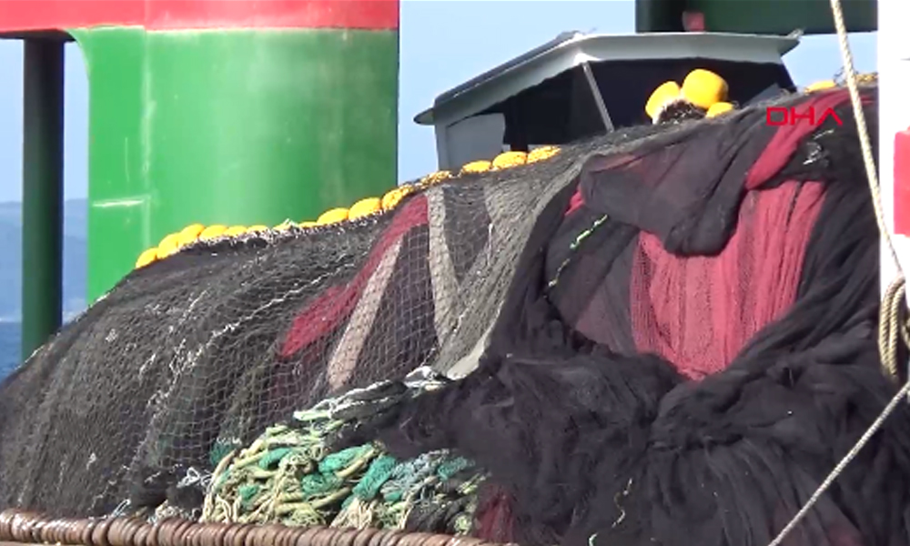 Çanakkale’de yakalanan yarım tonluk pervane balığı şaşırttı
