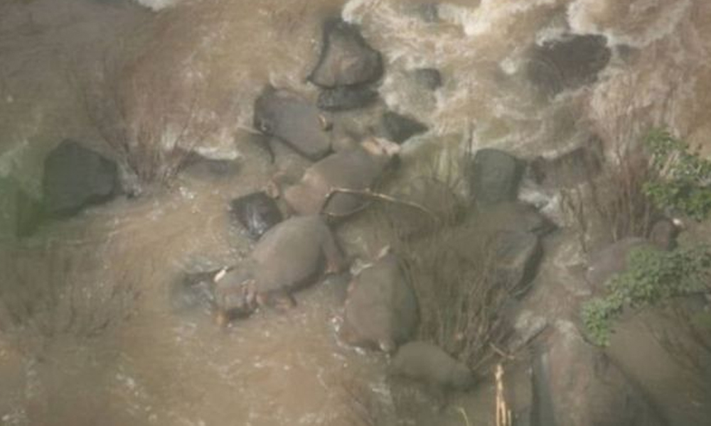 ‘Şelaleden düşen yavru fili kurtarmaya çalışan’ 11 fil öldü
