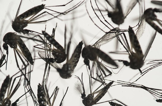 5 bin sivrisinek incelendi: Batı Nil Ateşi virüsü ortaya çıktı