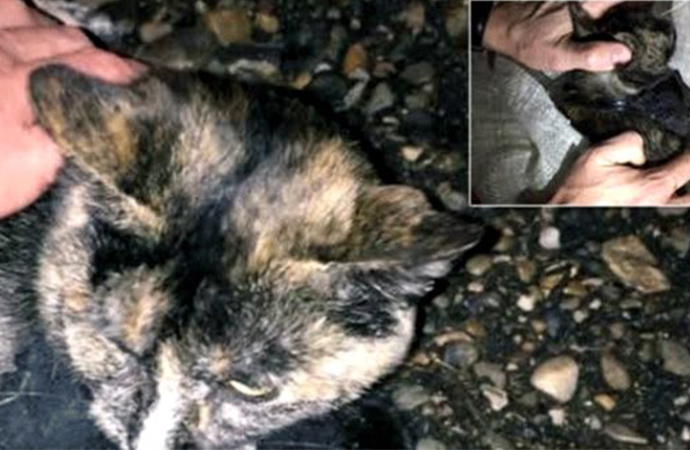 Rusya’da uyuşturucu kuryesi kedi yakalandı!