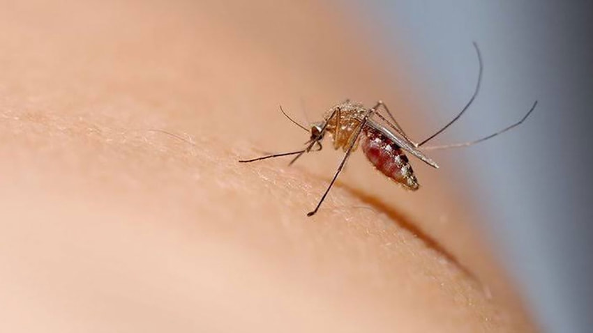 Uzmanlar açıkladı: Koronavirüs sineklerden bulaşır mı?
