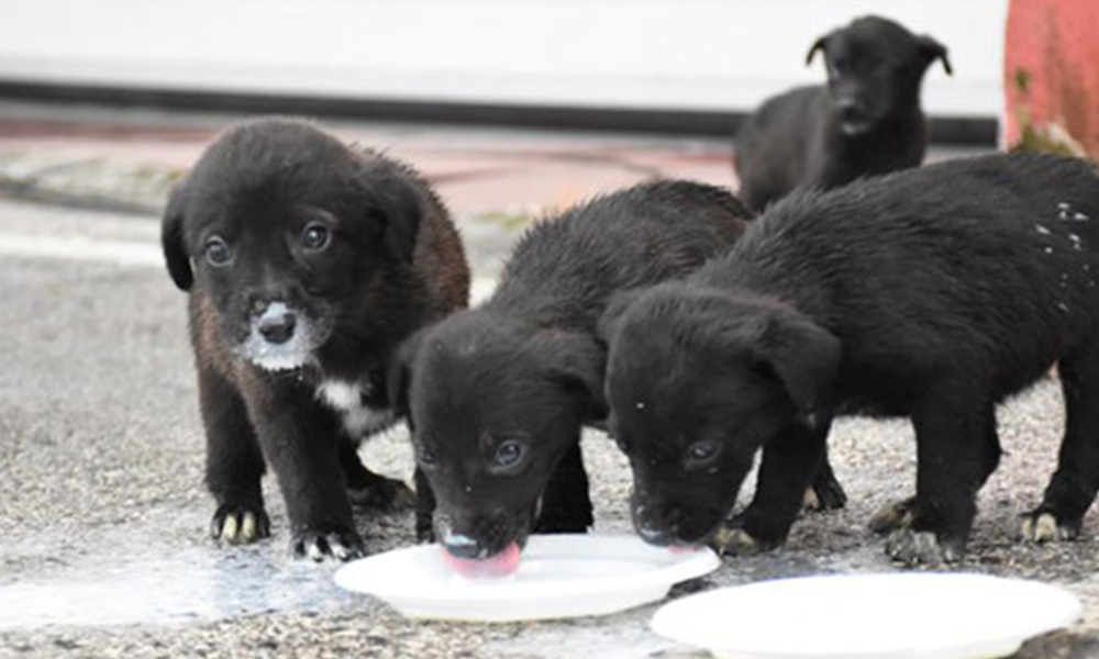 Kuyuya düşen 6 köpek yavrusu kurtarıldı