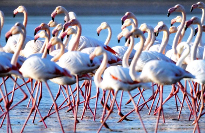 İvriz Baraj Gölü’nde donduran soğuk… 12 flamingo ölü bulundu
