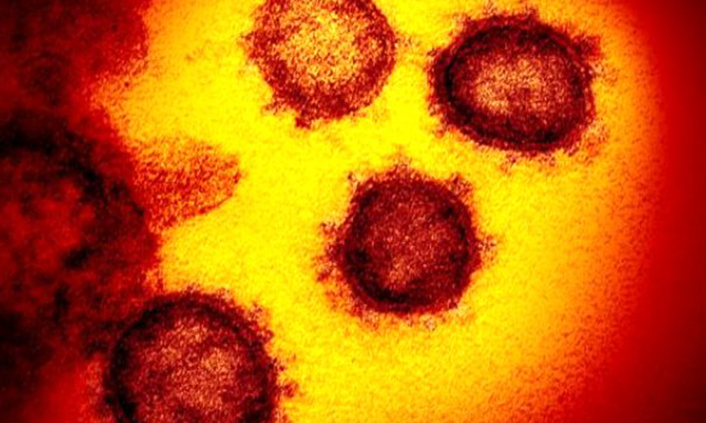 Koronavirüs için iyi haber! Anahtar enzim…