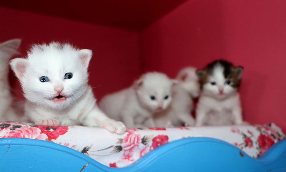 2020’nin ilk Van Kedisi yavruları dünyaya geldi
