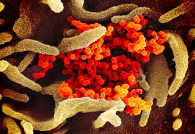 Koronavirüs insan yapımı mı? ABD’de yapılan araştırma gerçeği ortaya çıkardı