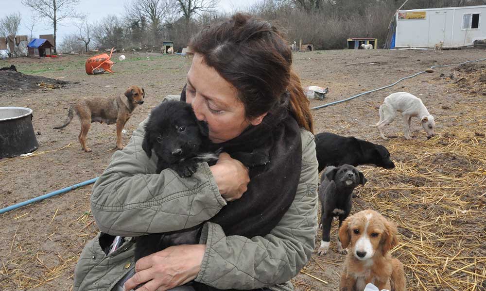 500 köpeğe bakılan barınağa yıkım kararı geldi, para cezası kesildi