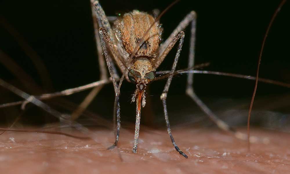 Koronavirüs sivrisineklerden bulaşır mı?