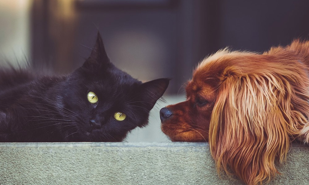 Kedi ve köpekteki koronavirüs insana bulaşır mı? Uzmandan açıklama…