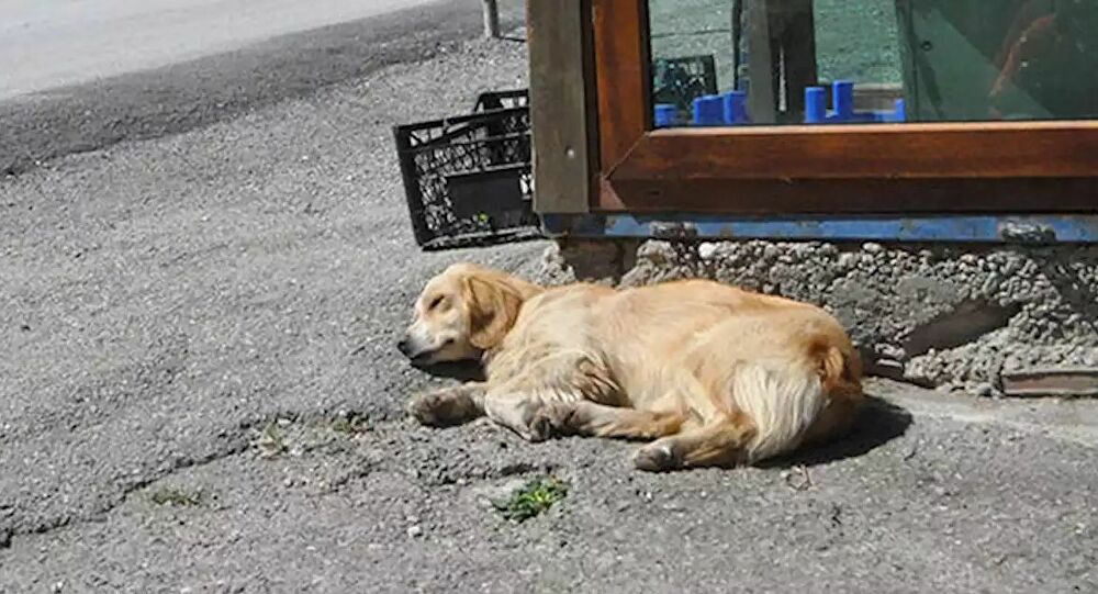 Sahibi yoğun bakıma alınan köpek 5 gündür hastane kapısında bekliyor